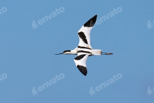 Preview: Pied avocet (Recurvirostra avosetta)