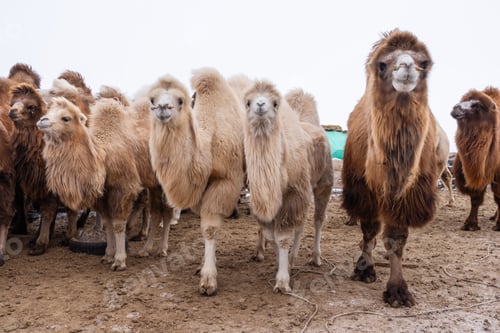 Preview: A herd of Bactrian camels stands together in a Mongolian winter landscape.