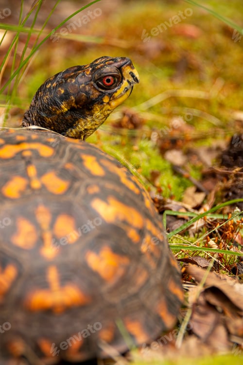 Preview: Box turtle in a field
