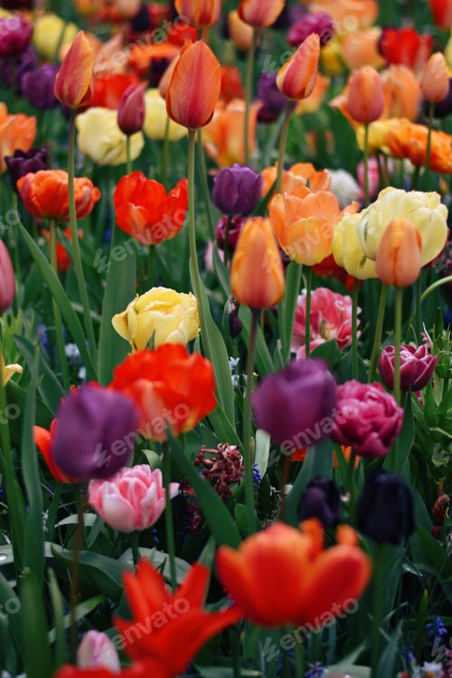 Preview: Colorful tulips