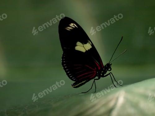 Preview: Butterfly