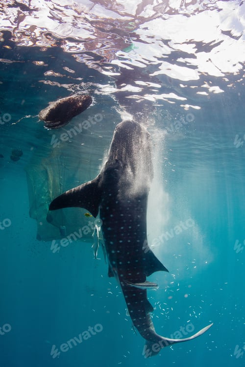 Preview: whale shark underwater