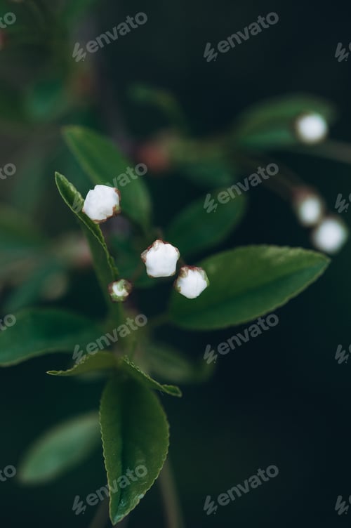 Preview: Beautiful spring cherry blossom flowers in the garden.
