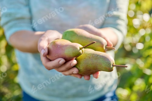 Preview: Close-up fresh ripe pears in woman hands, outdoor