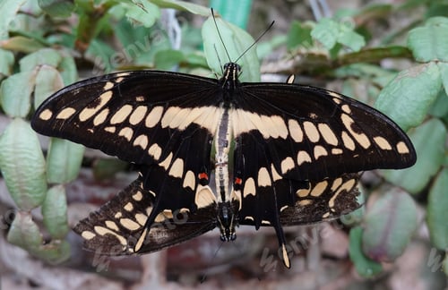 Preview: King swallowtail (Papilio thoas)