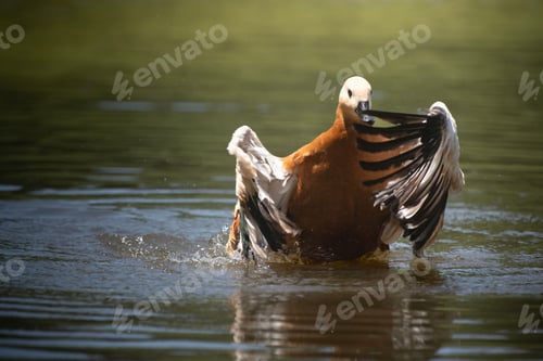 Preview: Close-up of a duck splashing in the water with its wings spread wide in a serene pond.