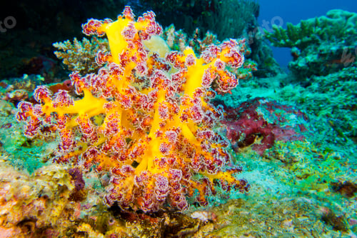 Preview: Multi-branched trees, South Ari Atoll, Maldives