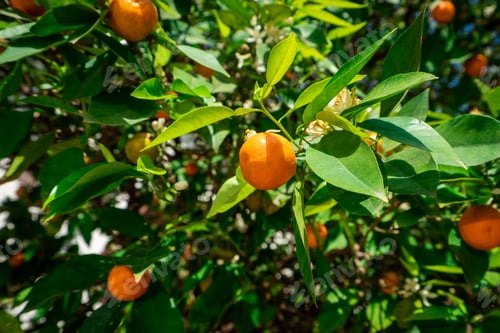 Preview: clementines ripening on tree against blue sky. Tangerine tree. Oranges on a citrus tree