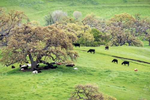 Preview: Cattle herd on a pasture up in the hills; south San Francisco bay, San Jose, California