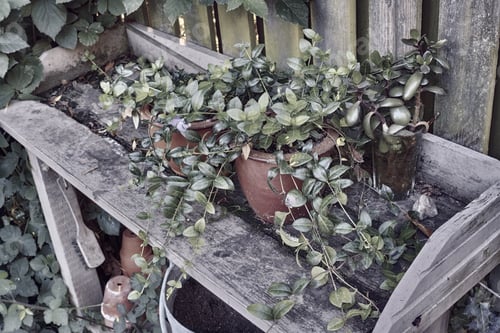 Preview: Gardeners corner