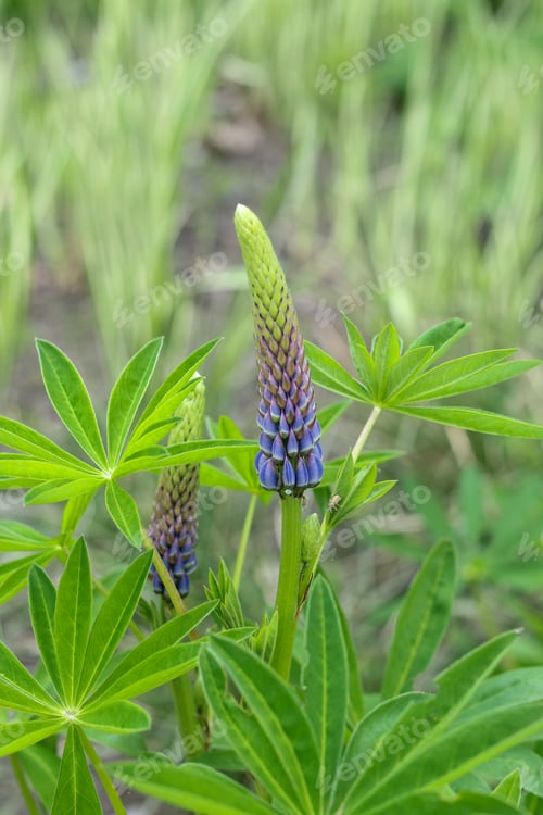 Preview: Purple lupine inflorescence on a green background.