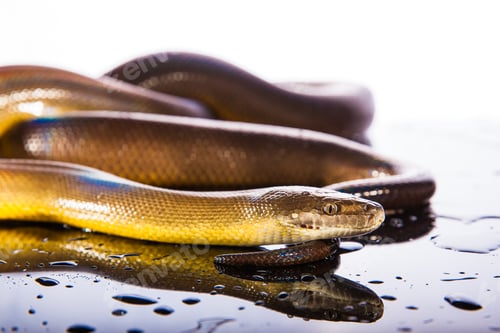 Preview: Single Rainbow Serpent Water Python - Liasis fuscus - isolated o