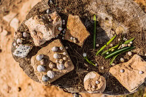 Preview: Snail shell on stones in the sun in the field.