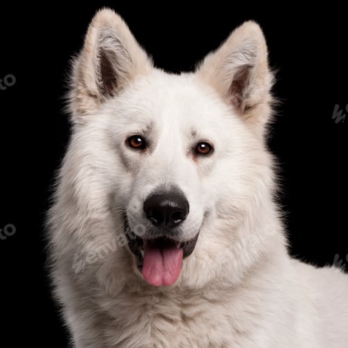 Preview: Close-up of Berger Blanc Suisse, 2 years old, in front of black background