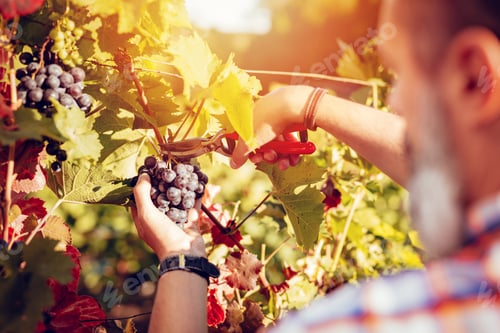 Preview: Vineyard Harvest
