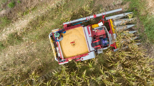 Preview: Farm machines harvesting corn. The entire corn plant is used, no waste. Agricultural machines