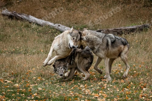 Preview: wolf, pack, togetherness, group, wilderness