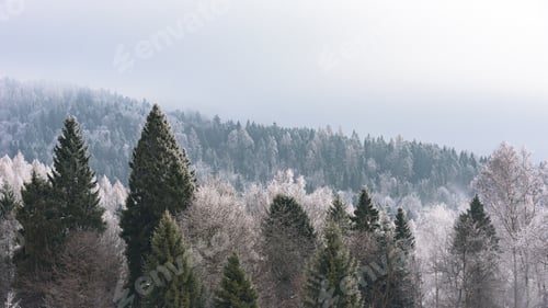 Preview: Trees covered with snow as seasonal background