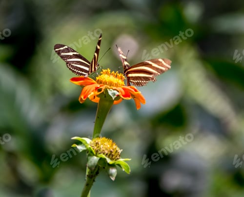 Preview: Pair of zebra longwings butterflies on a orange flower