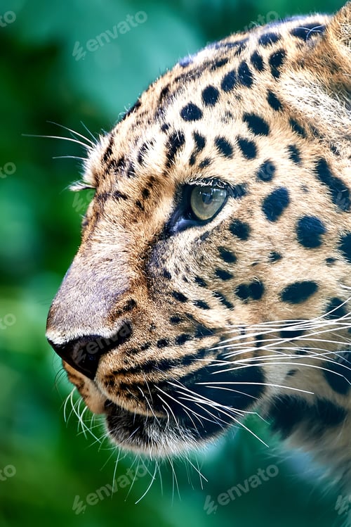 Preview: Amur leopard (Panthera pardus orientalis)