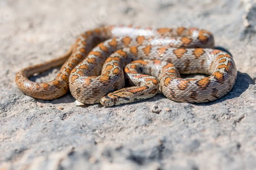Preview: Shot of a curled up adult Leopard Snake or European Ratsnake, Zamenis situla, in Malta