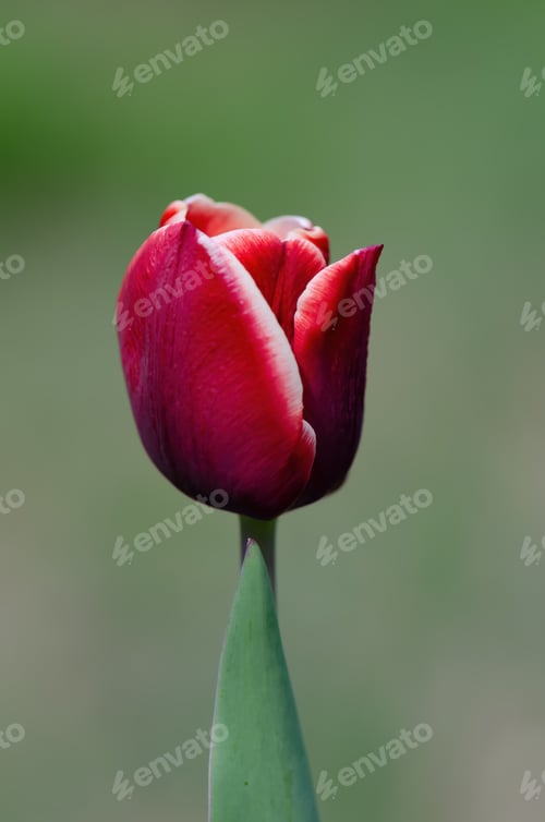 Preview: Dark red tulip with white edge close-up, nature, spring, natural background.