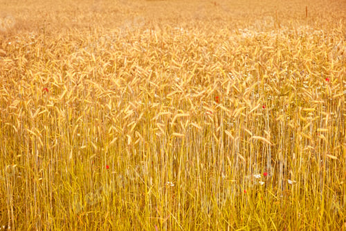 Preview: Golden wheat