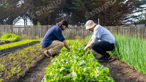 Preview: two young latin men working together in a vegetable garden, doing healthy vegetable maintenance