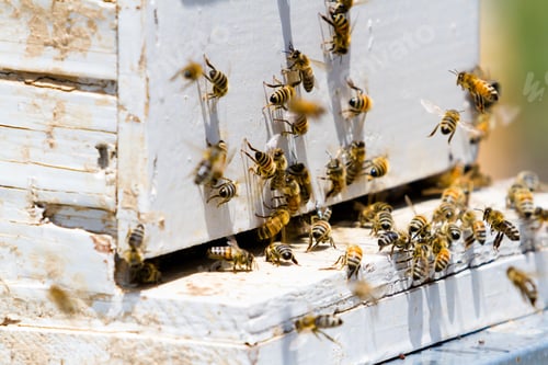 Preview: Beekeeping