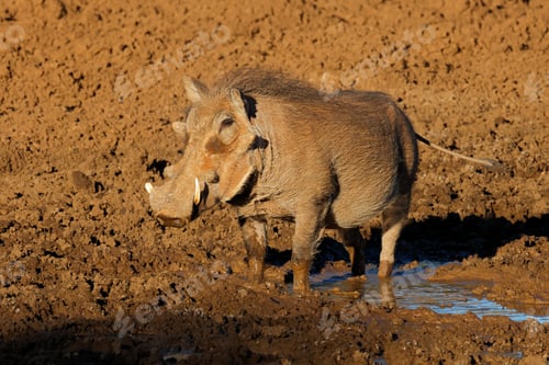 Preview: Warthog in a muddy waterhole