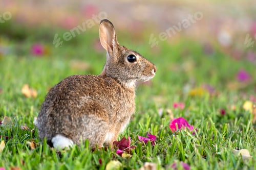 Preview: Wild rabbit in nature