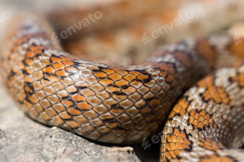 Preview: Close up shot of the scales of an adult Leopard Snake or European Ratsnake, Zamenis situla, in Malta