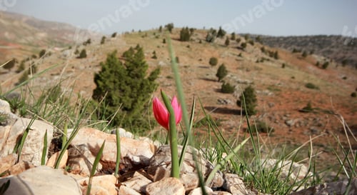 Preview: wild, red mountain tulip
