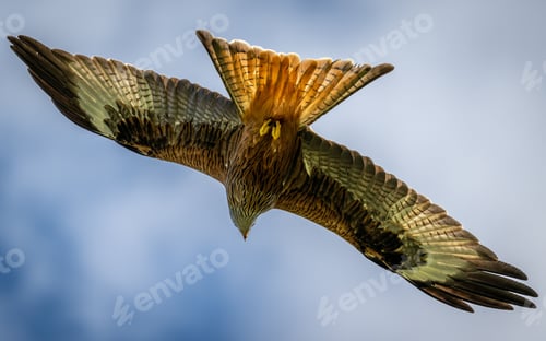 Preview: Majestic red kite soaring in the blue sky