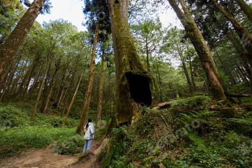 Preview: Woman visit the Alishan forest boasts ancient trees in alishan national forest recreation area