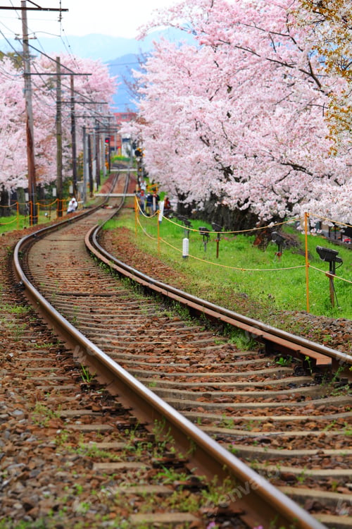 Preview: Sakura tree and railroad