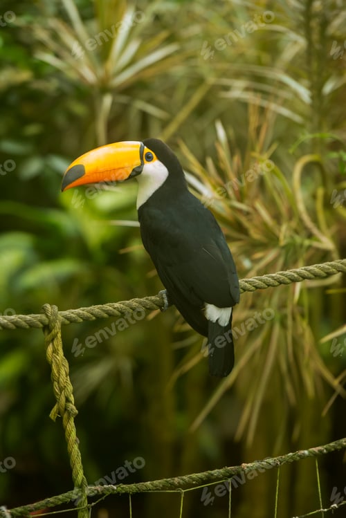 Preview: Toco toucan perched on an outdoor rope.