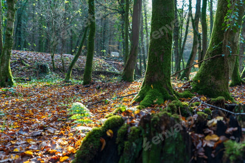 Preview: Forest in Odenthal, trees by the stream in autumn