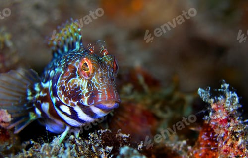 Preview: Ringneck Blenny, Cabo Cope-Puntas del Calnegre Regional Park, Spain
