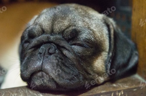 Preview: Cute dog pug breed making funny face feeling happy and fun