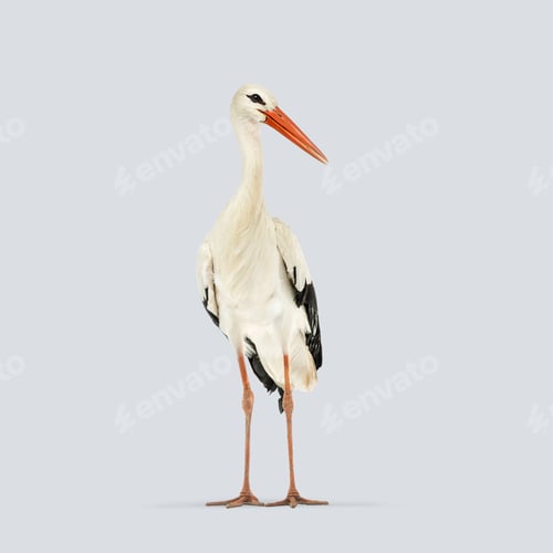 Preview: Studio shot of a white stork standing on a light grey background