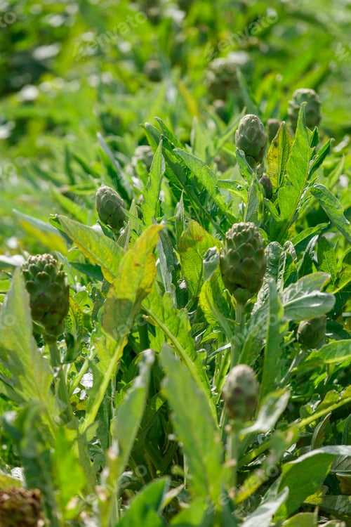 Preview: Artichoke in garden Artichoke