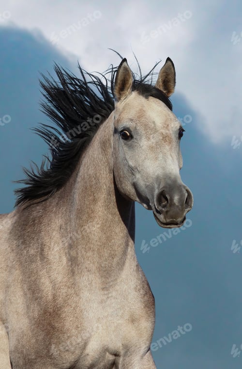 Preview: arabian, horse, mare, stallion, riding