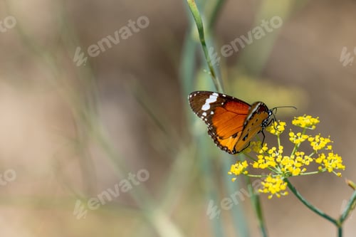 Preview: Painted lady butterfly delicately balancing and feeding on yellow flowers. Flying insect feeding.