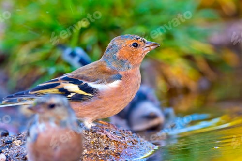 Preview: Chaffinch, Forest Pond, Mediterranean Forest, Spain