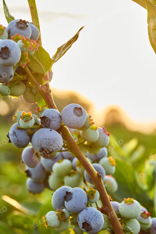 Preview: Blueberry bush on sunset, organic ripe with succulent berries, just ready to pick