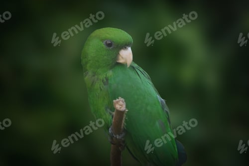 Preview: Male Blue-bellied parrot (Triclaria malachitacea)