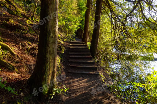 Preview: Trail in the Green Woods with fresh trees near a lake during sunset