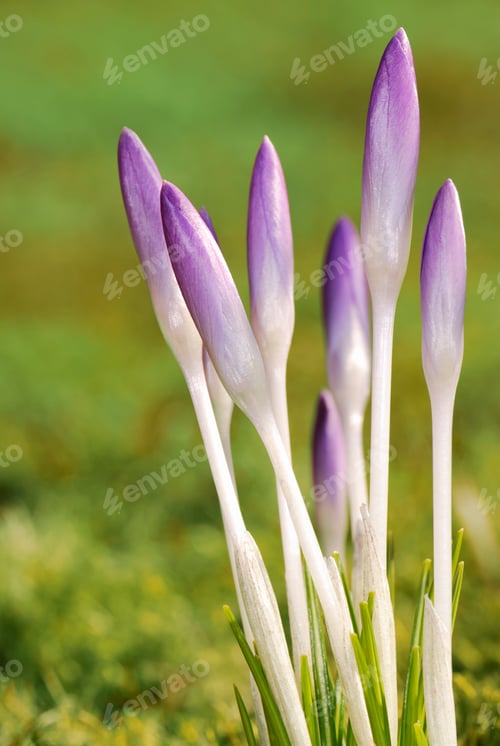 Preview: Crocus buds