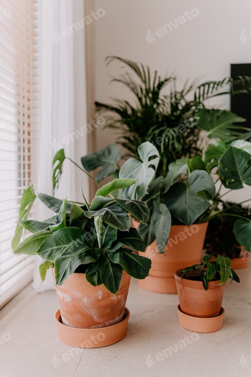 Preview: Variety of potted plants displayed on the floor of a room creating a vibrant and inviting atmosphere